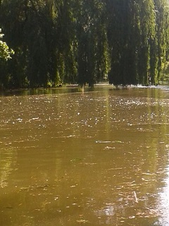 Foto von ins Wasser h&auml;ngender B&auml;ume
